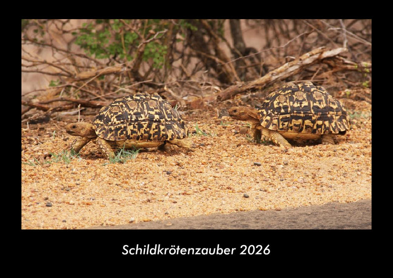 Schildkrötenzauber Fotokalender 2026 - Hauptbild
