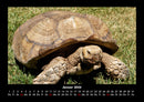 Schildkrötenzauber Fotokalender 2026 - 1