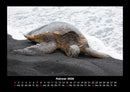 Schildkrötenzauber Fotokalender 2026 - 2