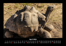 Schildkrötenzauber Fotokalender 2026 - 4