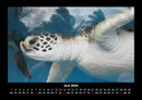 Schildkrötenzauber Fotokalender 2026 - 6