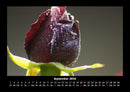 Blumenträume Fotokalender 2026 - 9