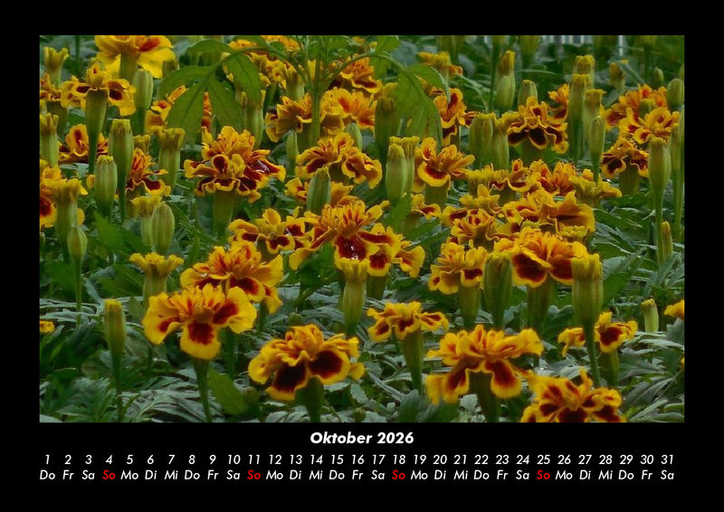 Blumenträume Fotokalender 2026 - 10