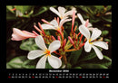 Blumenträume Fotokalender 2026 - 11