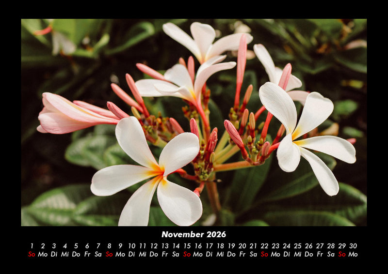 Blumenträume Fotokalender 2026 - 11