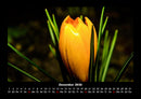 Blumenträume Fotokalender 2026 - 12