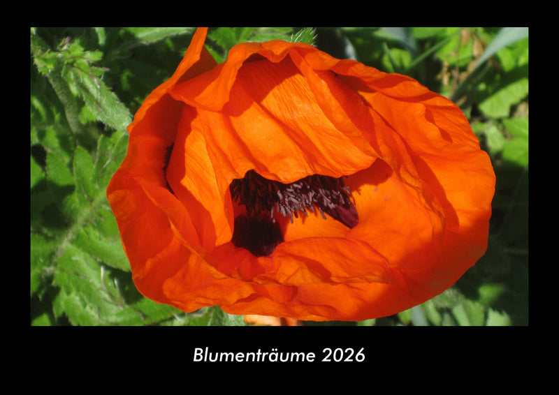 Blumenträume Fotokalender 2026 - Hauptbild