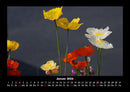 Blumenträume Fotokalender 2026 - 1