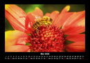 Blumenträume Fotokalender 2026 - 5