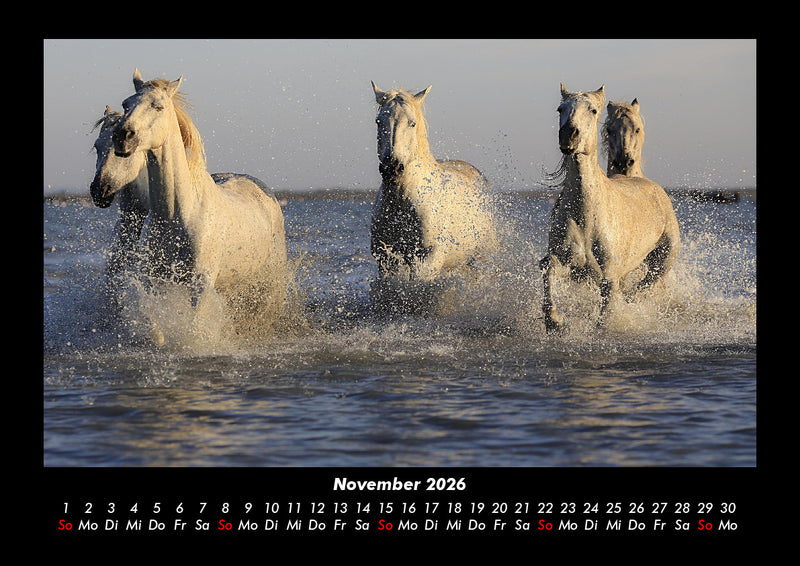 Pferdegeflüster Fotokalender 2026 - 11