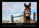 Pferdegeflüster Fotokalender 2026 - 12
