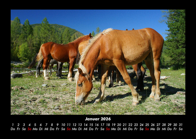 Pferdegeflüster Fotokalender 2026 - 1