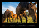 Pferdegeflüster Fotokalender 2026 - 3