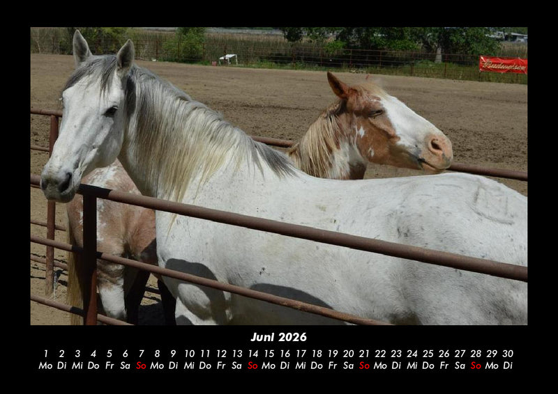 Pferdegeflüster Fotokalender 2026 - 6