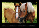 Pferdegeflüster Fotokalender 2026 - 7