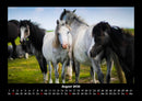 Pferdegeflüster Fotokalender 2026 - 8