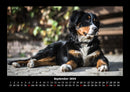 Welpen Fotokalender 2026 - 9