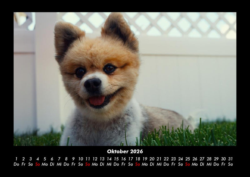 Welpen Fotokalender 2026 - 10