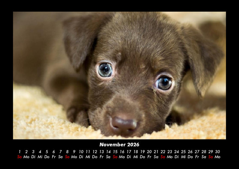 Welpen Fotokalender 2026 - 11