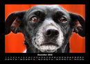 Welpen Fotokalender 2026 - 12