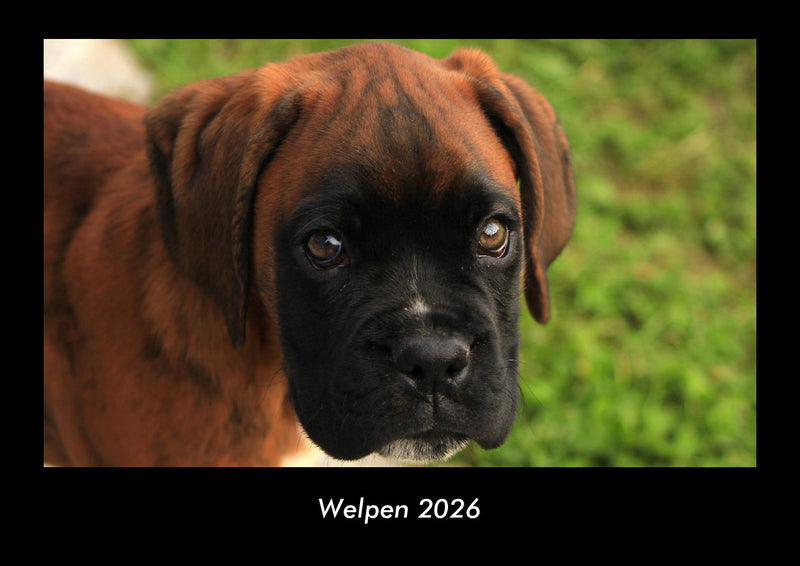 Welpen Fotokalender 2026 - Hauptbild