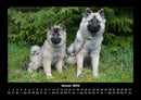 Welpen Fotokalender 2026 - 1