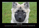 Welpen Fotokalender 2026 - 2