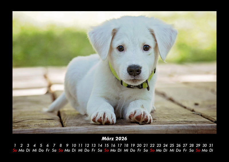 Welpen Fotokalender 2026 - 3