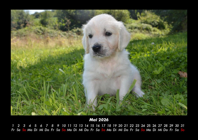 Welpen Fotokalender 2026 - 5