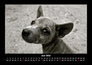 Welpen Fotokalender 2026 - 6