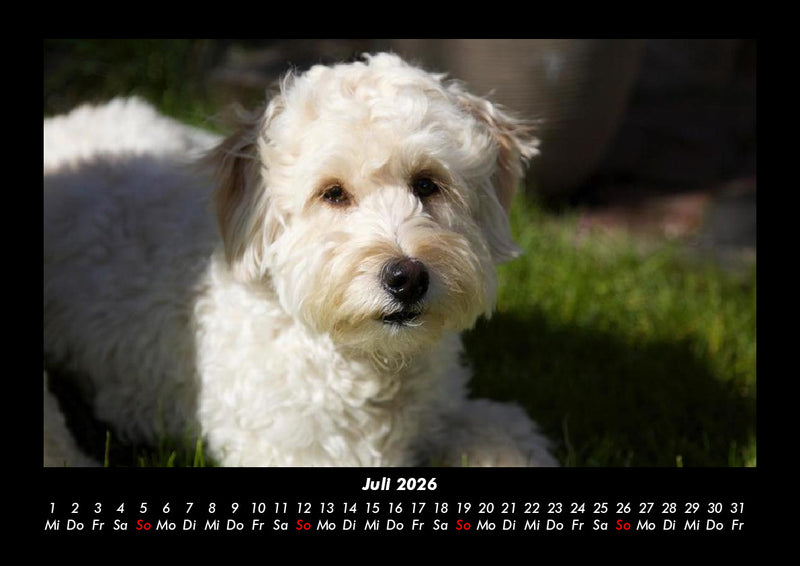 Welpen Fotokalender 2026 - 7