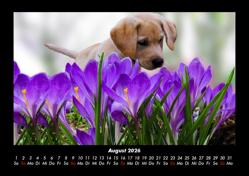 Welpen Fotokalender 2026 - 8