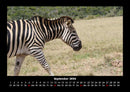Welt der Tiere Fotokalender 2026 - 9