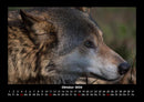 Welt der Tiere Fotokalender 2026 - 10