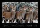 Welt der Tiere Fotokalender 2026 - 11