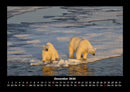 Welt der Tiere Fotokalender 2026 - 12