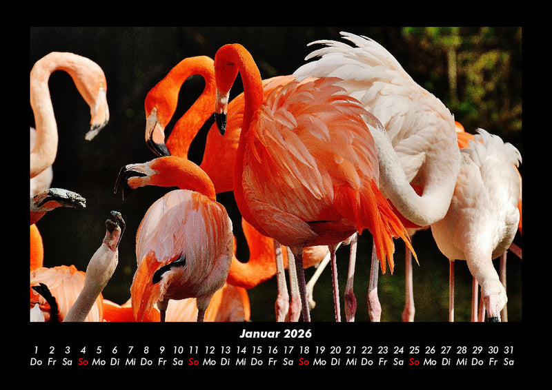 Welt der Tiere Fotokalender 2026 - 1