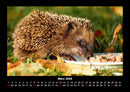 Welt der Tiere Fotokalender 2026 - 3