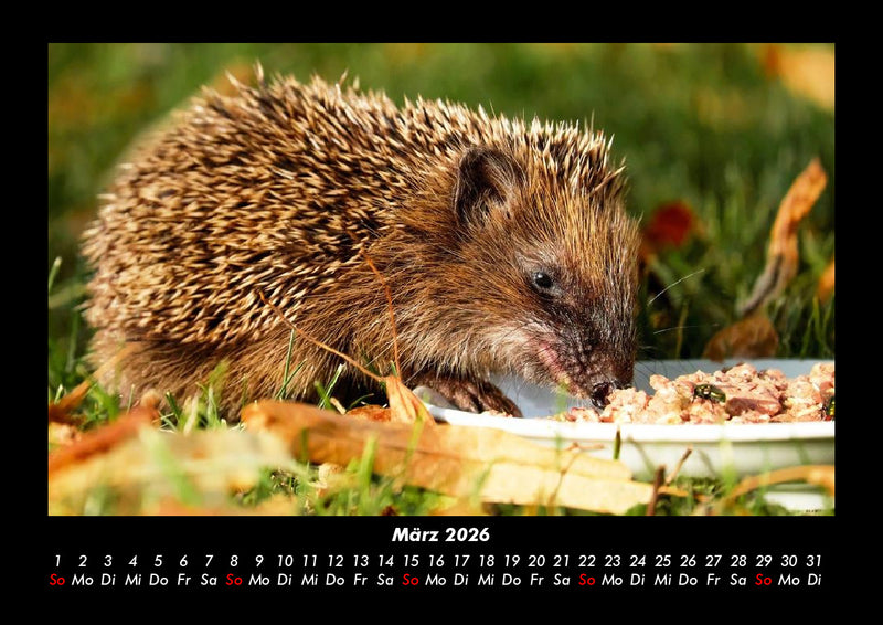 Welt der Tiere Fotokalender 2026 - 3