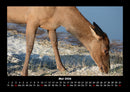 Welt der Tiere Fotokalender 2026 - 5