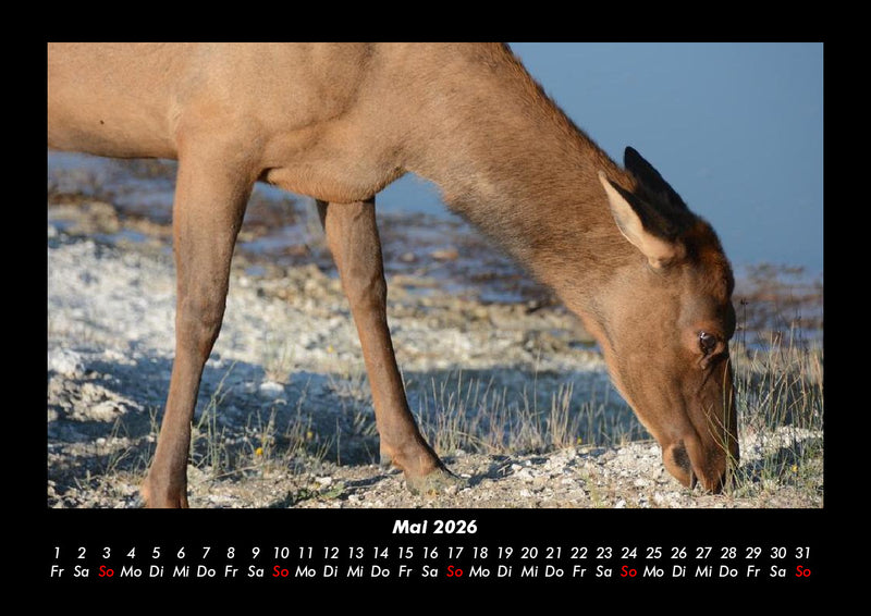 Welt der Tiere Fotokalender 2026 - 5