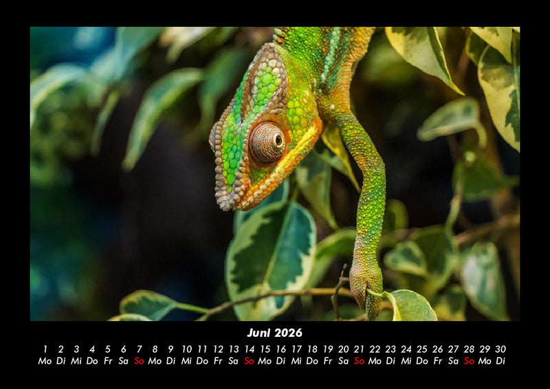 Welt der Tiere Fotokalender 2026 - 6