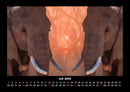 Welt der Tiere Fotokalender 2026 - 7