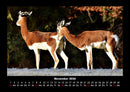 Tierkalender Fotokalender 2026 - 11