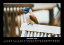 Tierkalender Fotokalender 2026 - 12