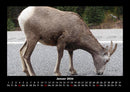 Tierkalender Fotokalender 2026 - 1