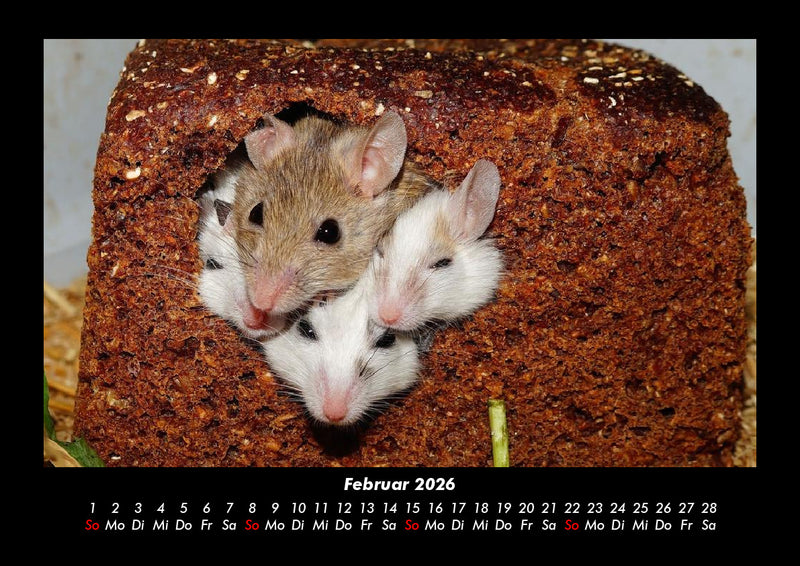 Tierkalender Fotokalender 2026 - 2