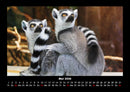 Tierkalender Fotokalender 2026 - 5