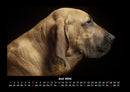 Tierkalender Fotokalender 2026 - 6