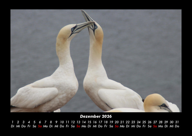 Vogelparadies Fotokalender 2026 - 12